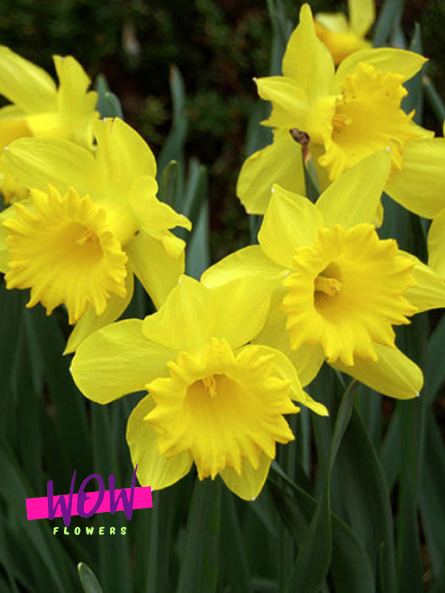 Луковицы цветов WOW FLOWERS  Нарцисс Баренвин  желтый ( 5 штук )