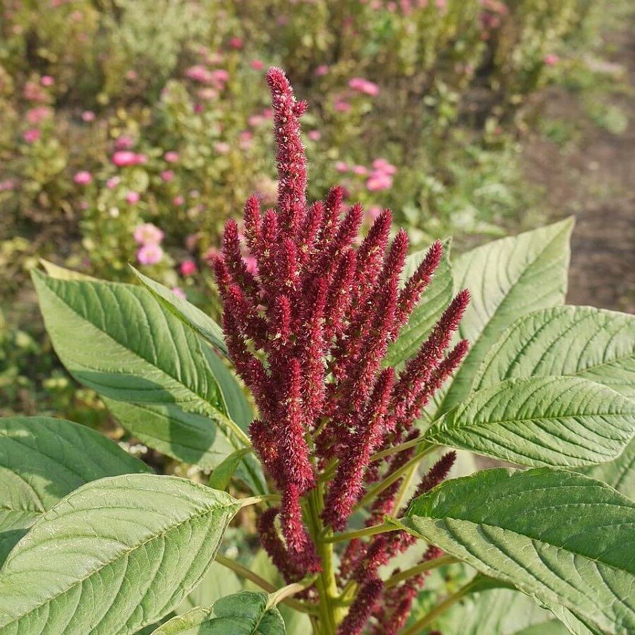 Семена Deodar SEEDS COMPANY Амарант Остберг 100 шт.