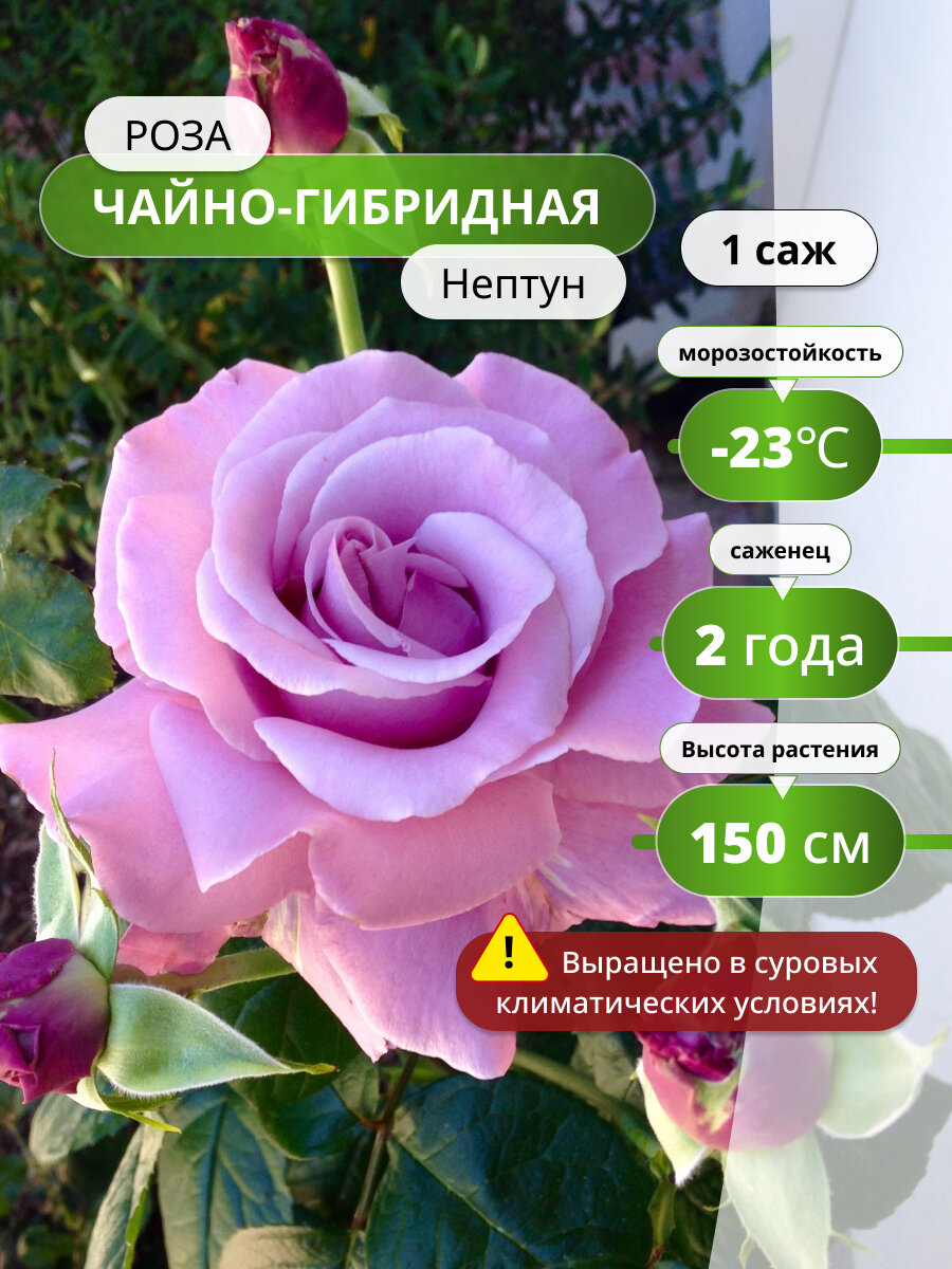 Роза чайно-гибридная Нептун ( Neptune) / 1 шт розы фиолетовая