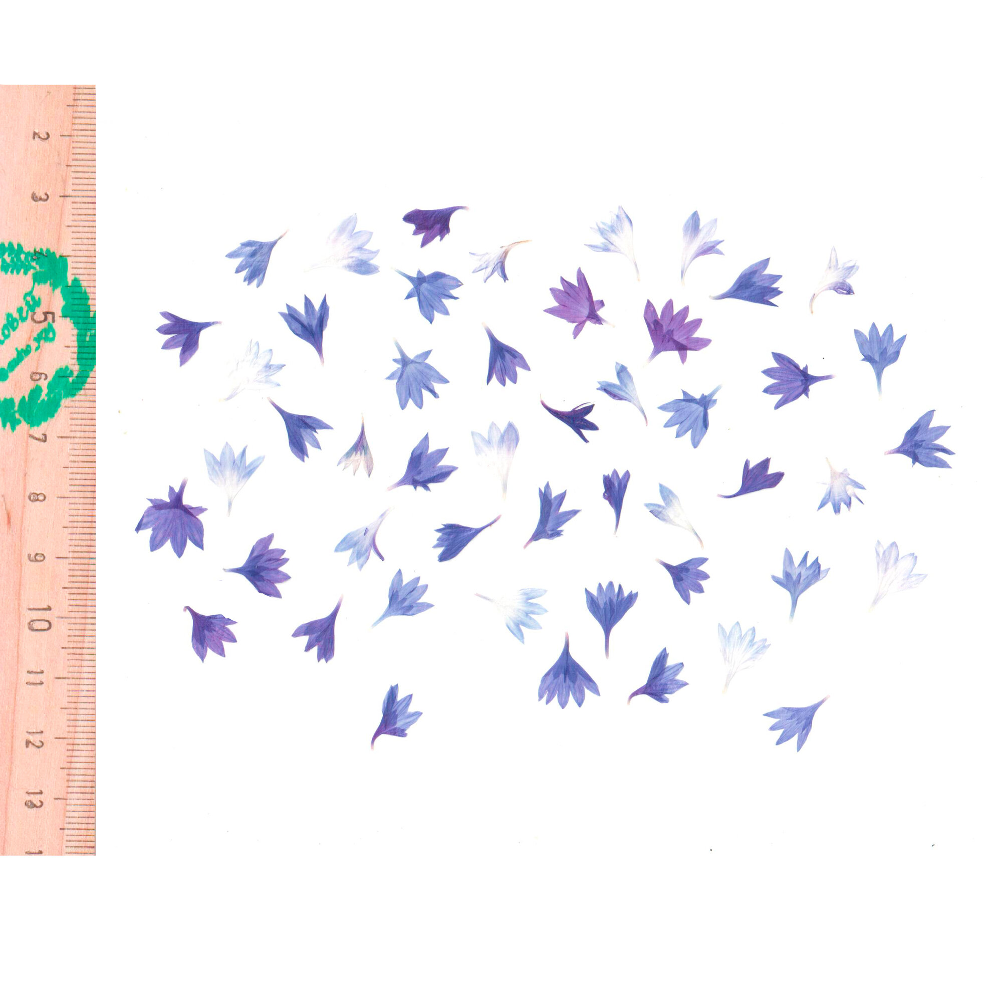 Плоские сухоцветы - Лепестки Василька синий микс для заливки смолой и рукоделия 50 шт