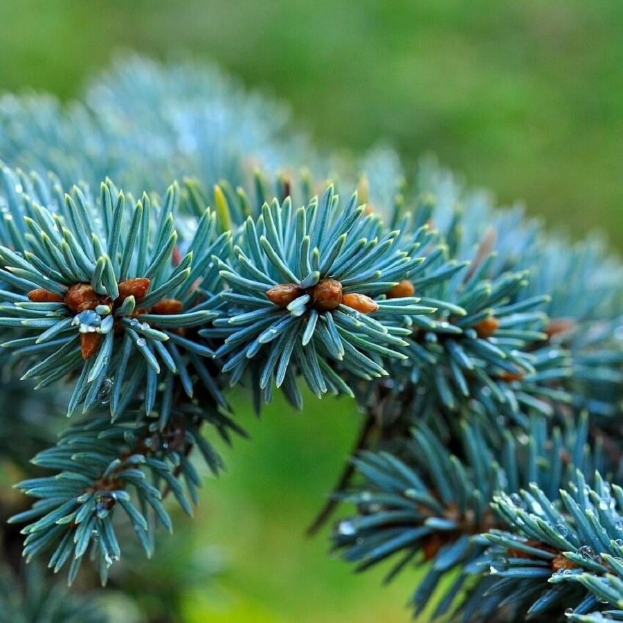 Семена Deodar SEEDS COMPANY Ель голубая 30 шт.