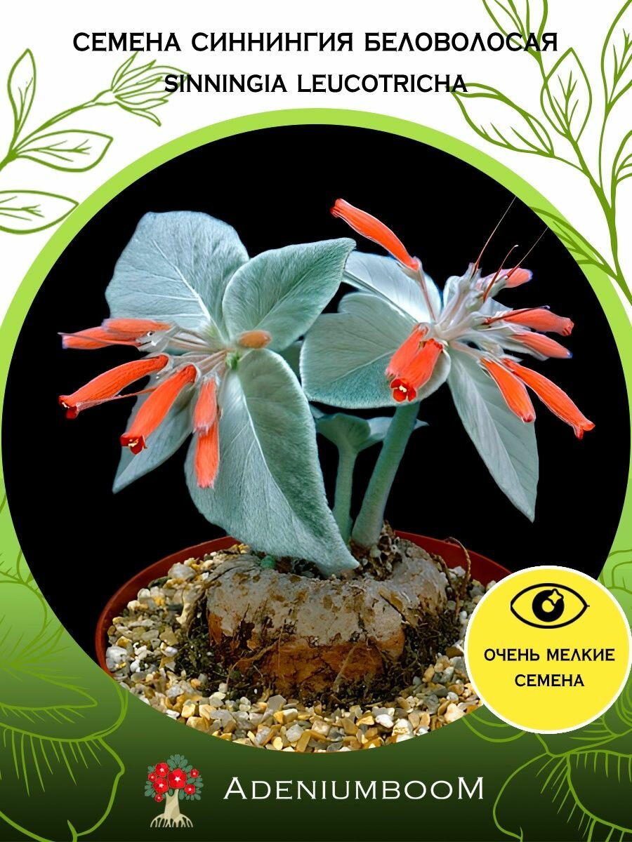 Семена Синнингия Беловолосая (5 шт.) /Sinningia Leucotricha, Rechsteineria, семена редких комнатных цветов, суккулентов многолетних, цветущих растений/AdeniumBoom