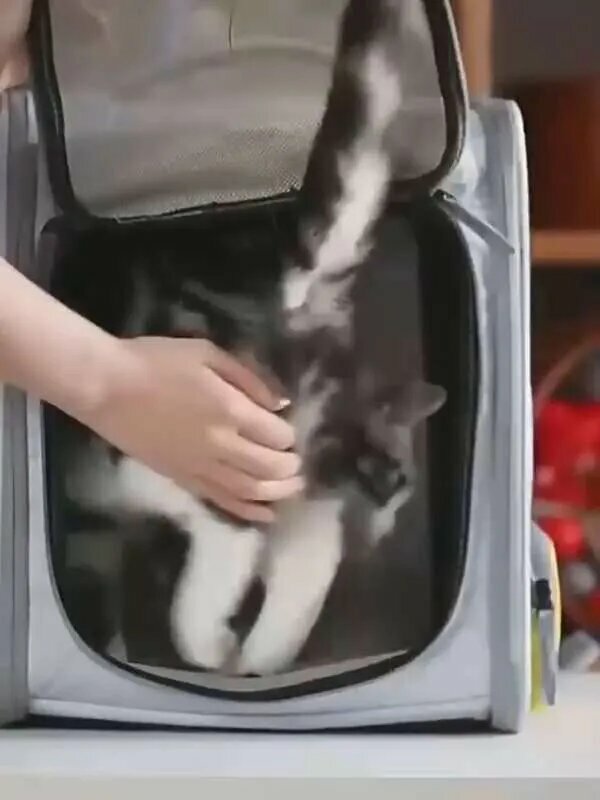 Картинки Рюкзак-переноска для домашних животных Petkit X ZONE, жёлтый (PK50)