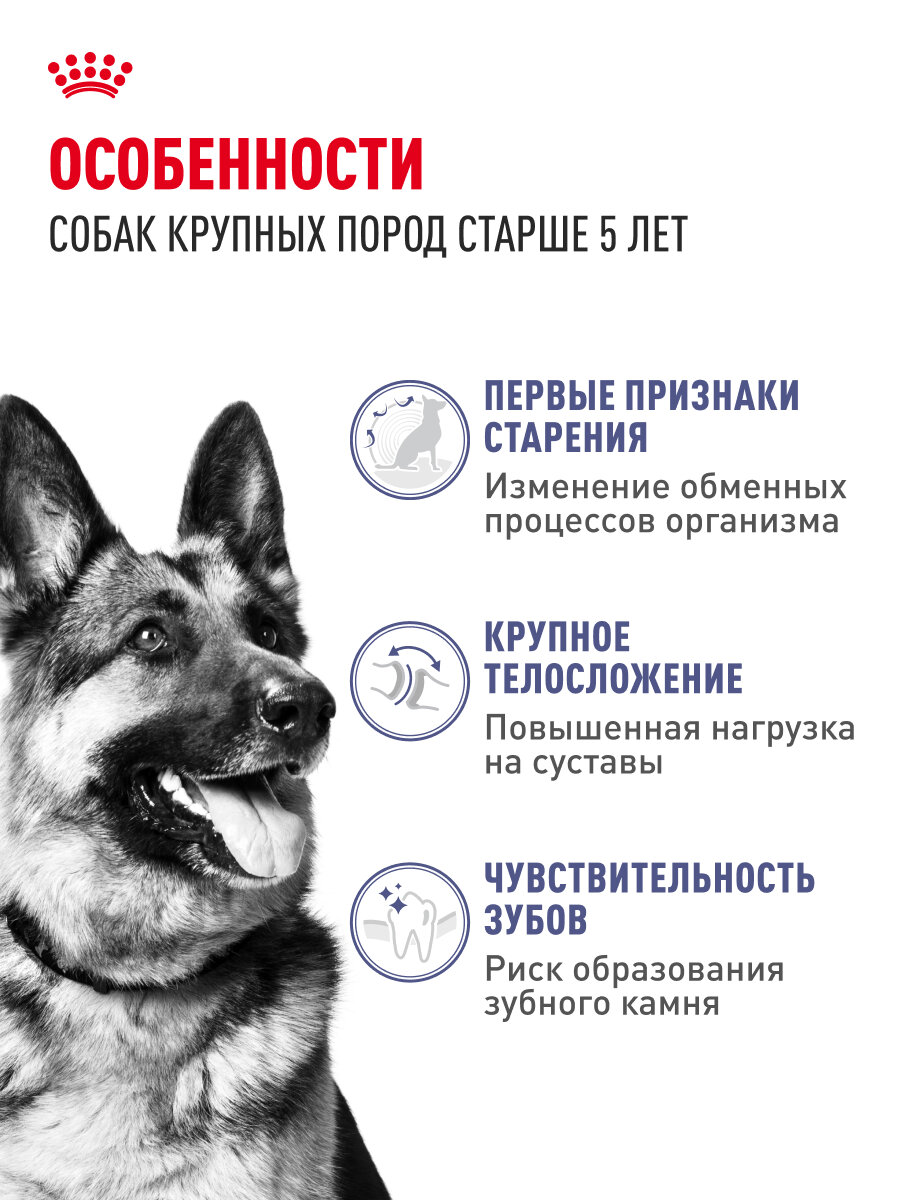 Сухой корм для собак Royal Canin Maxi Adult для крупных пород от 5 до 8 лет, 4 кг — фото 1