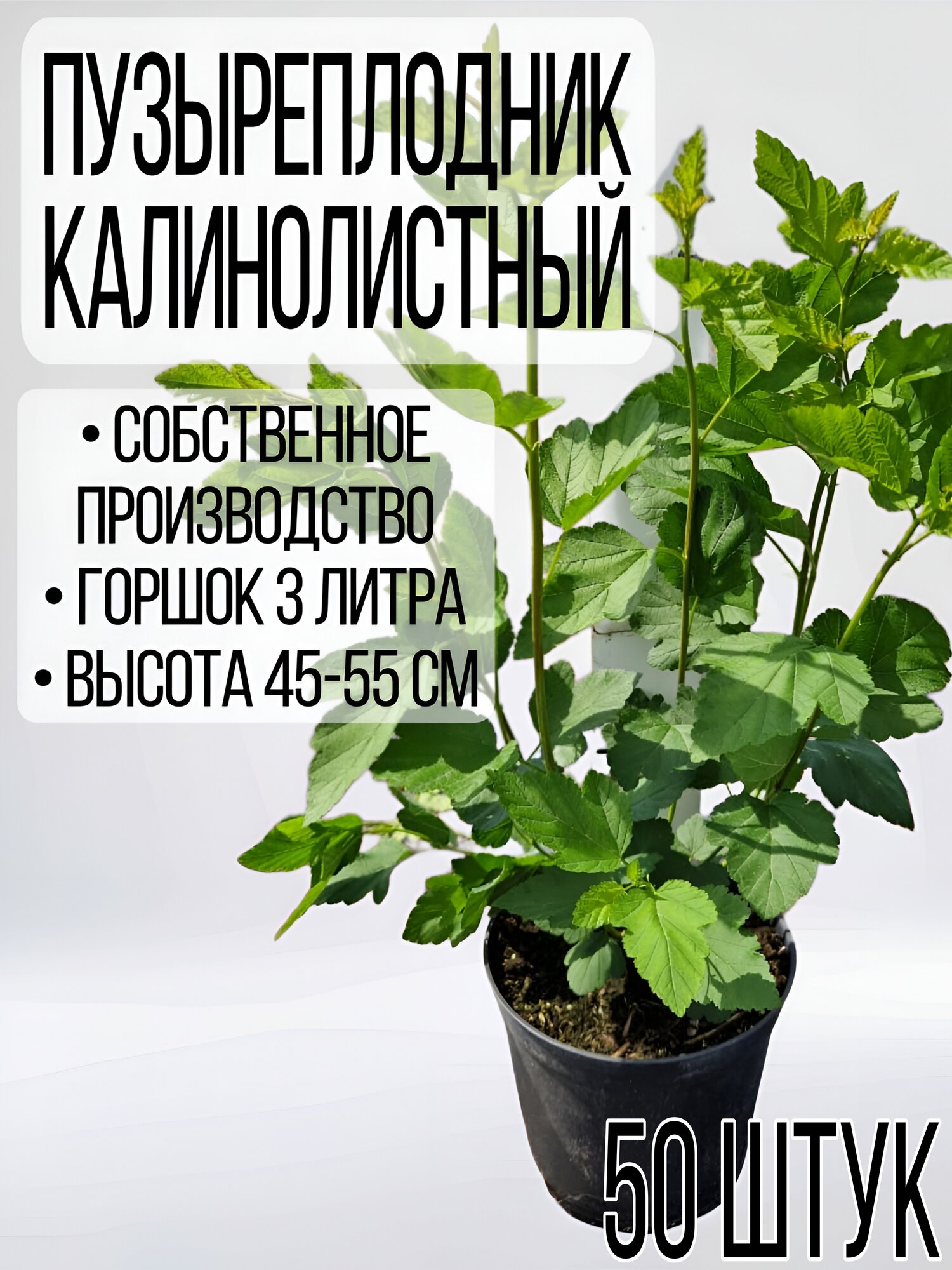 Пузыреплодник "Калинолистный", саженец, 50шт, лиственный, многолетник, 50см, 3кг