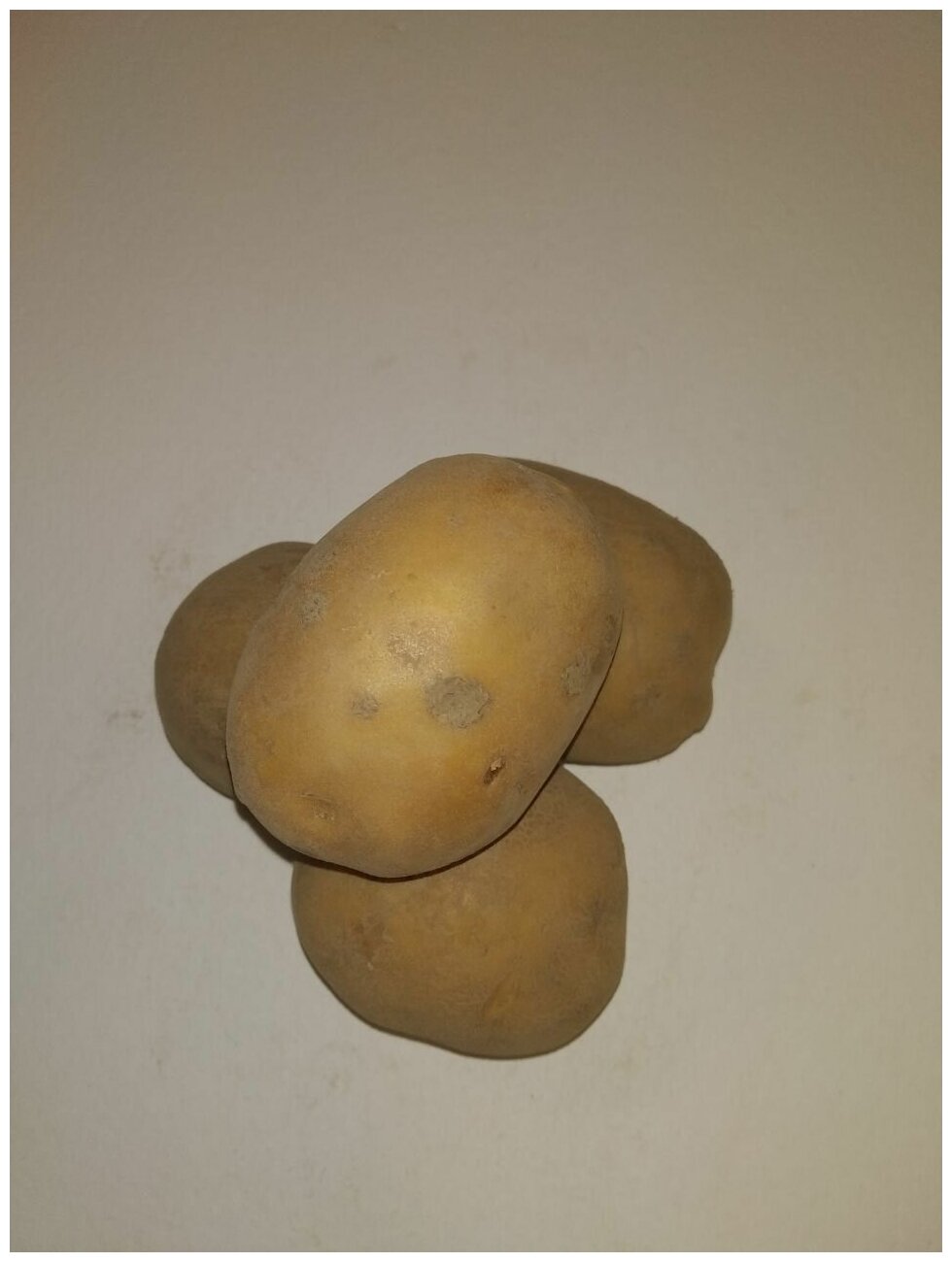 Картофель семенной бельмондо клубни 2 кг - фотография № 7
