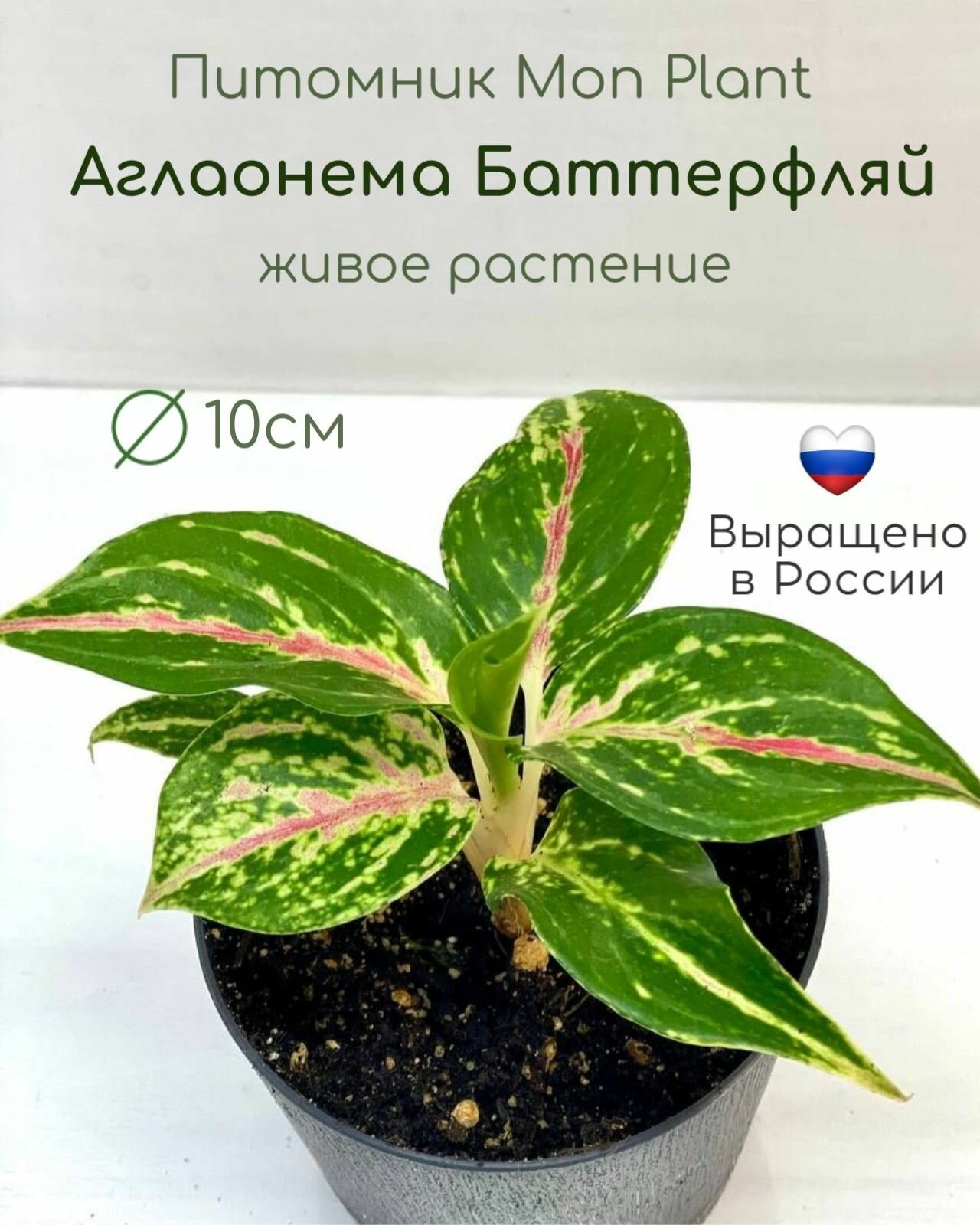 Аглаонема Баттерфляй, живое комнатное растение в горшке 10 см