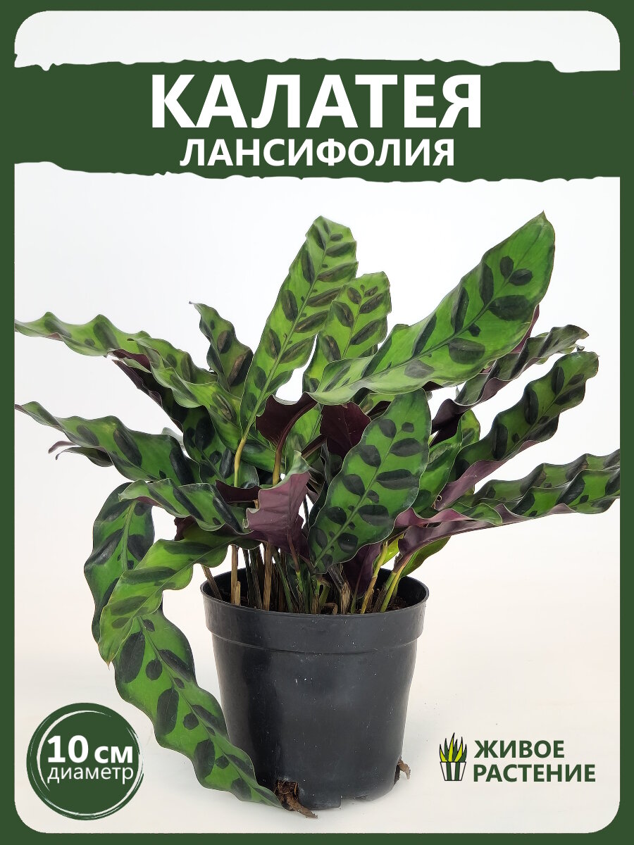 Калатея Леопардина  Лансифолия   D 10