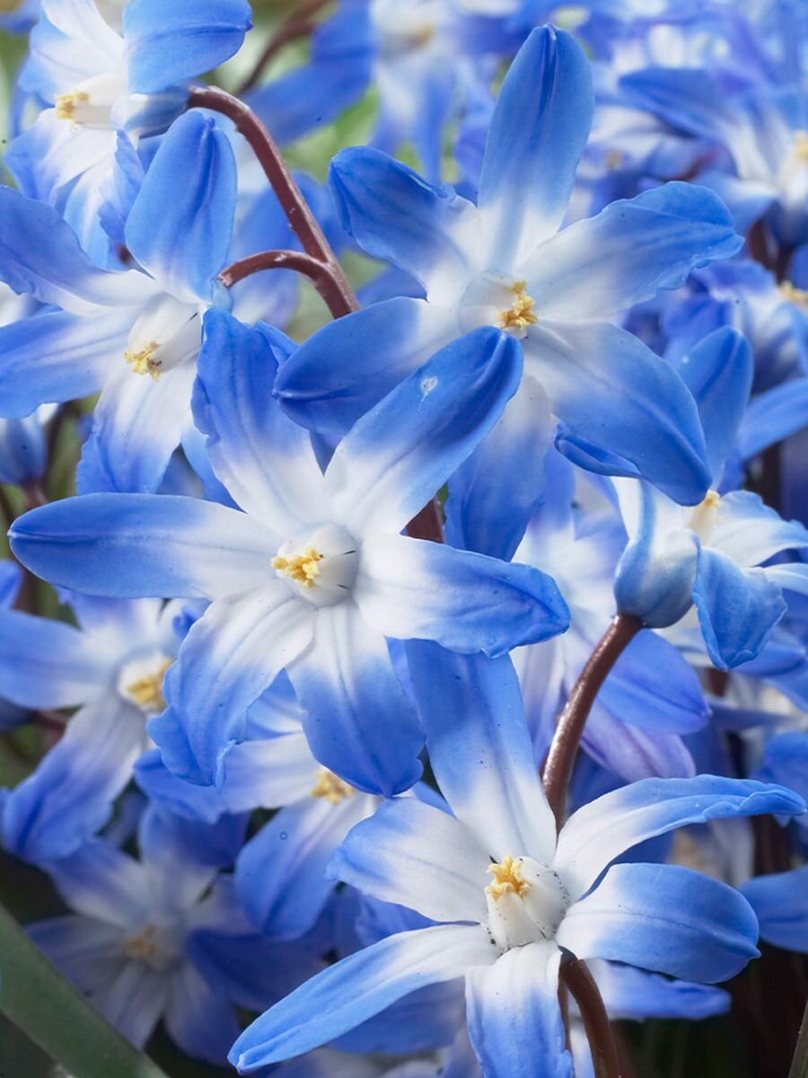 Луковицы Holland Bulb Market Хионодокса 