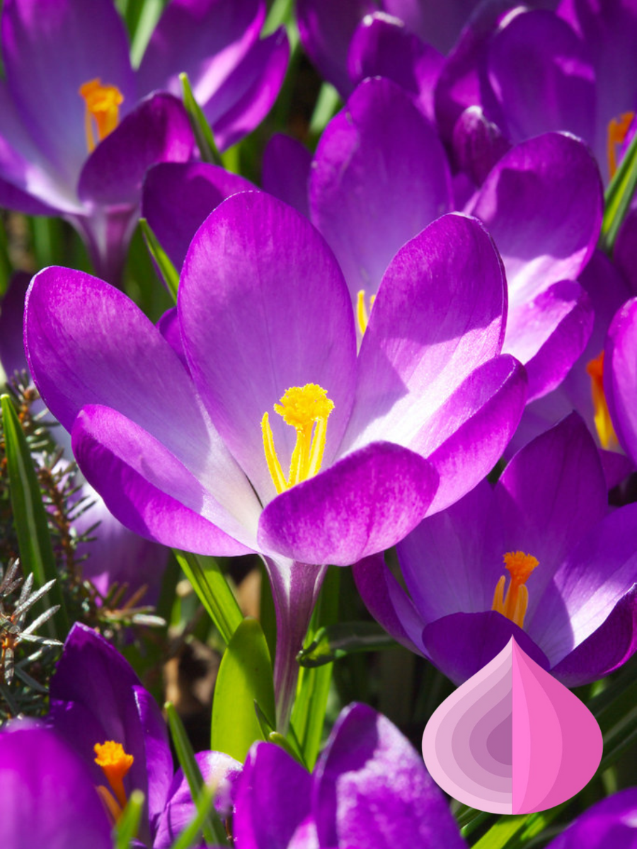 Луковицы цветов  bulbs servise  Крокус Руби Джант   ранний     фиолетовый   5 штук