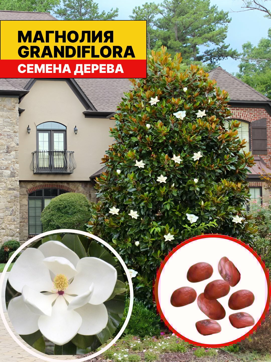 Вечнозеленая магнолия крупноцветковая семена 8 штук, Магнолия Южная