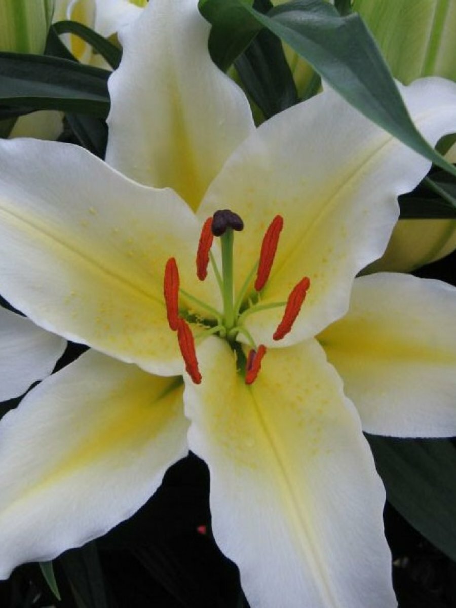 Лилия Баферрари восточная / Луковицы восточных лилий