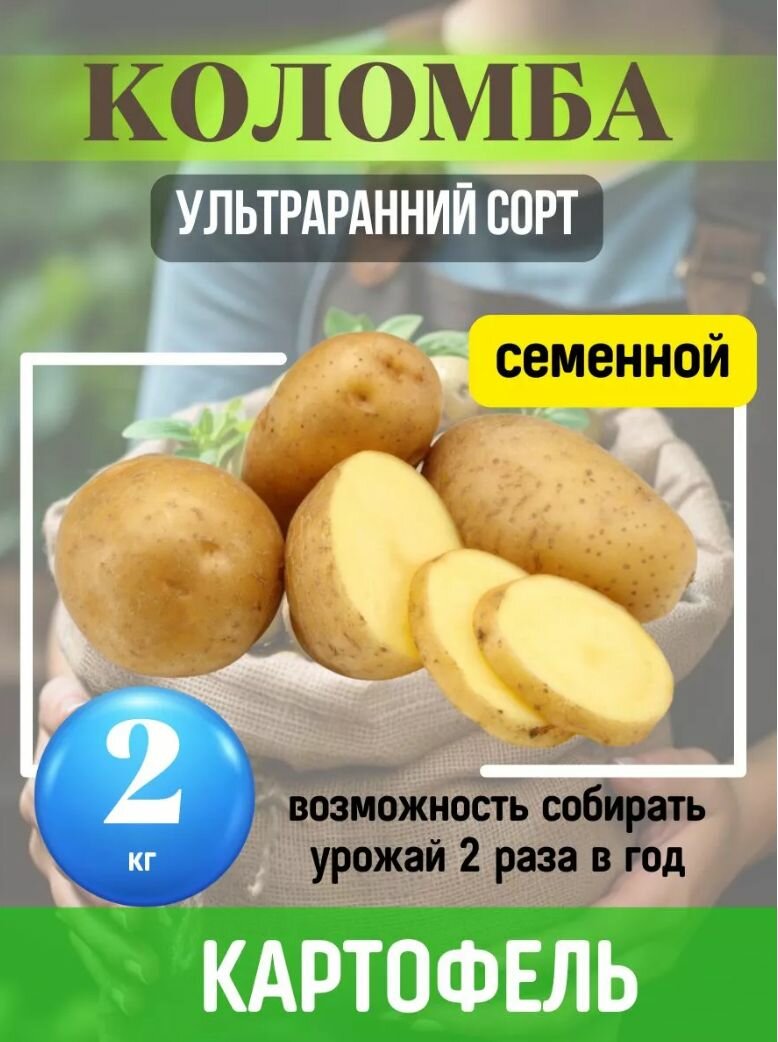 Картофель семенной Коломба 2 кг