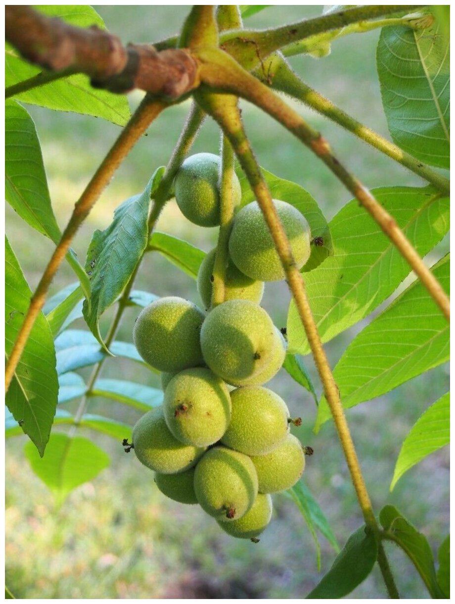 Семена Орех Зибольда морозостойкий (Juglans ailanthifolia sieboldiana), 5 штук