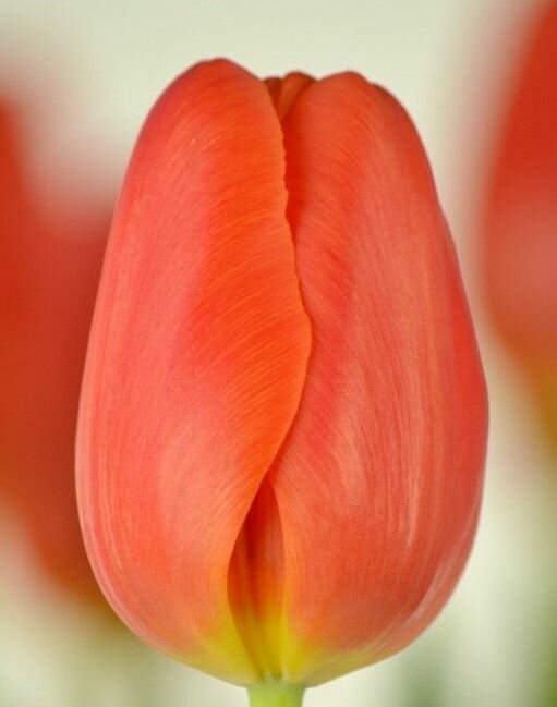 Луковицы тюльпана Orаnge juice (10шт.) - где купить в Москве