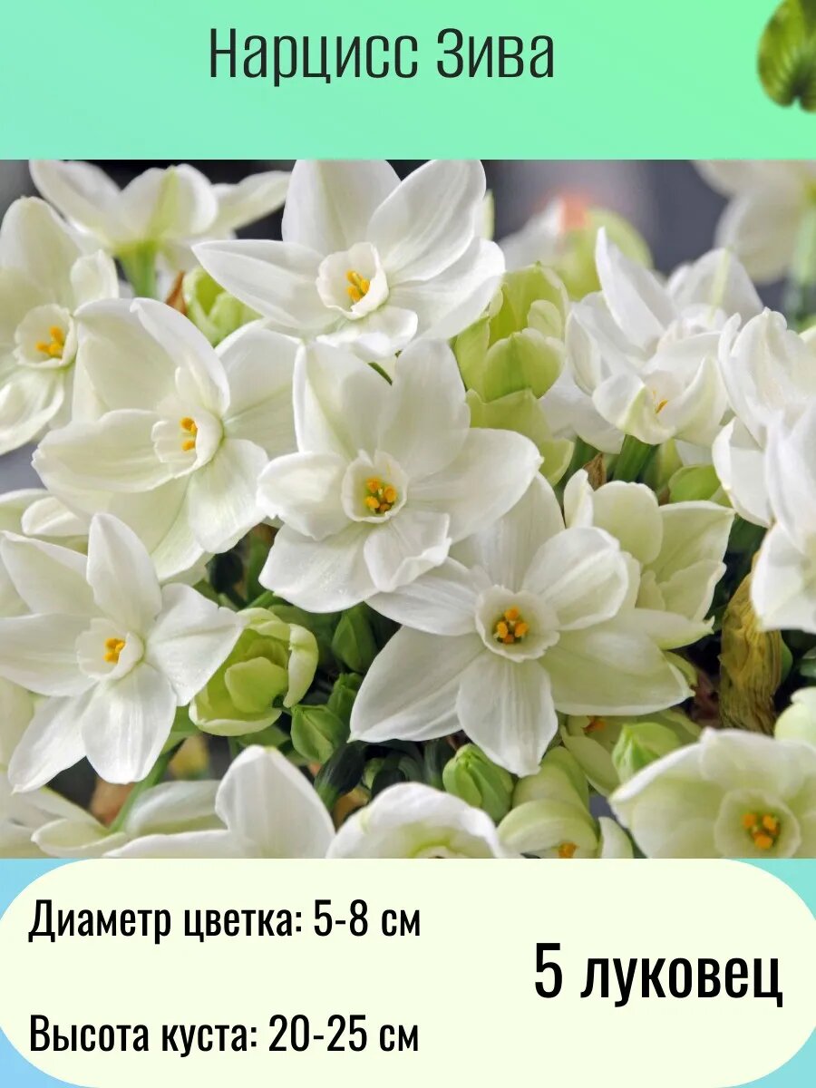 Нарцисс многолетние цветы луковицы 5 шт