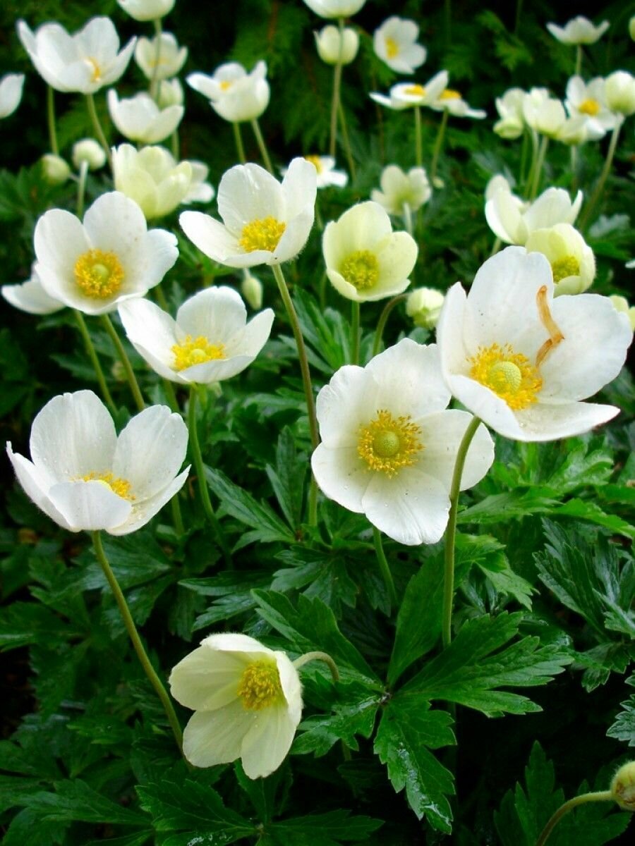 Семена Анемона лесная (Anemone sylvestris), 25 штук