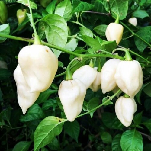 Семена Орешка Перец острый Bhut Jolokia White 5 шт.