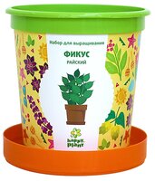 Набор для выращивания Happy Plant Горшок подарочный Фикус райский