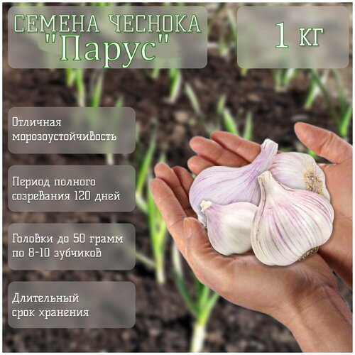 Избранный сорт чеснока 