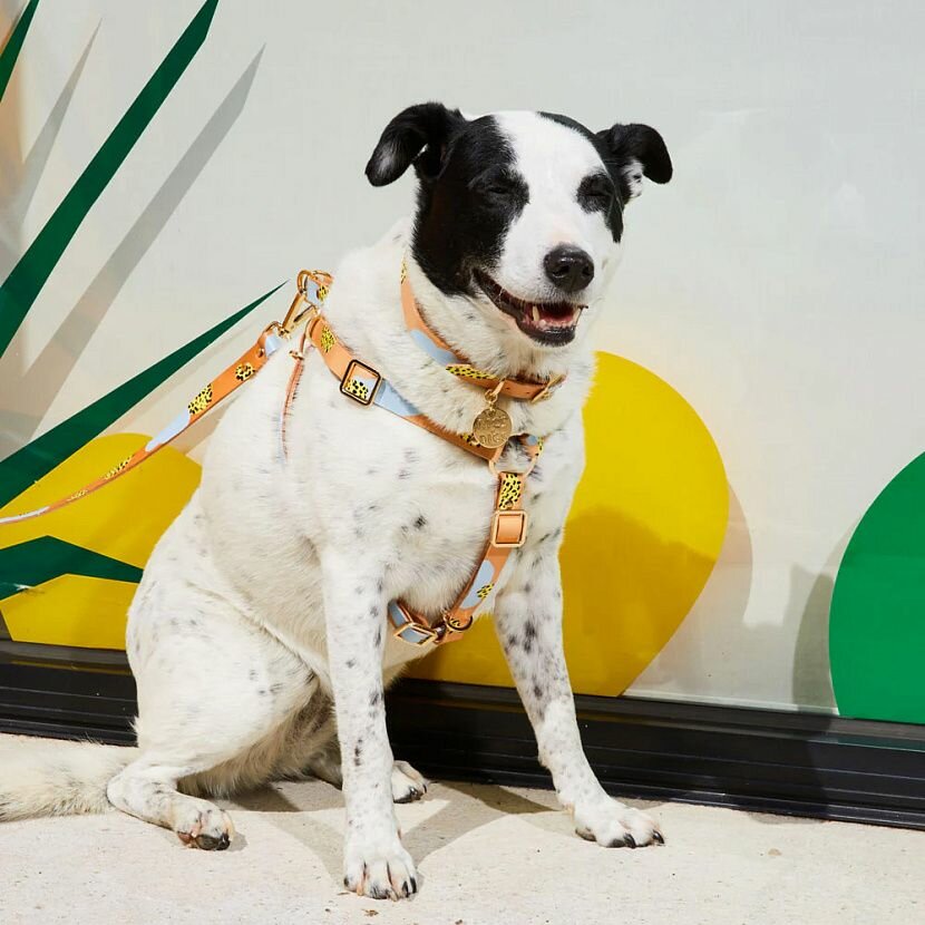 Tumble Weed Шлейка для собак M — фото 1