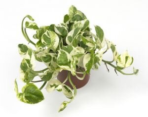 Эпипремнум Микс (Эпипремнум Микс)