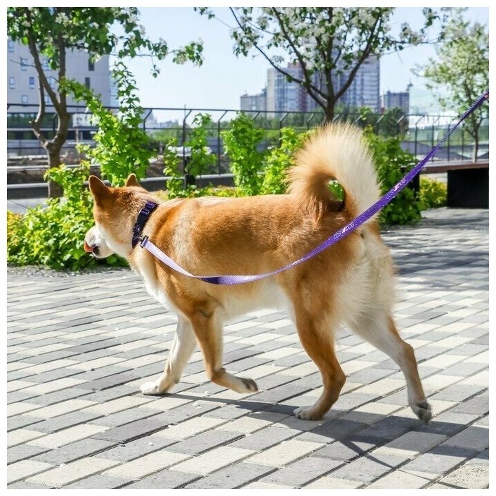 Поводок Cosmo Dog, нейлон, застёжка - фастекс, 2 см, 2 м Пушистое счастье 7649716 . - фотография № 11