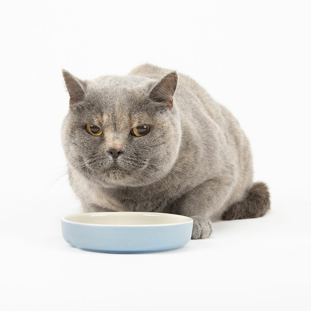 фото Миска керамическая для мелких пород собак и кошек SCRUFFS "Classic Soucer", 13х13х3см, 200мл (Великобритания)