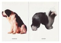 Набор карточек Мозаика-Синтез Мир в картинках. Собаки. Друзья и помощники 29.5x21.5 см 8 шт.