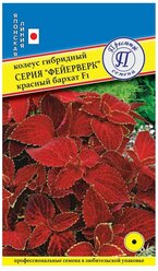 Семена/Престиж семена/Семена цветов колеус фейерверк красный бархат F1/колеуса/Профессиональные