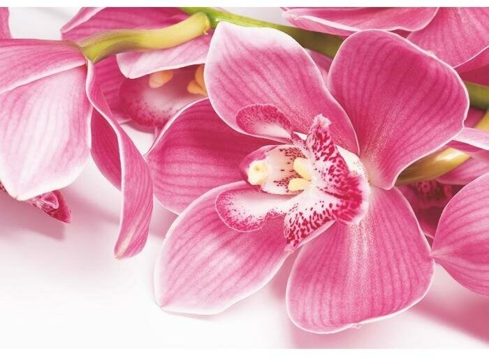 Фотообои "Орхидея" (4 листа) 200*140 см (1шт.)