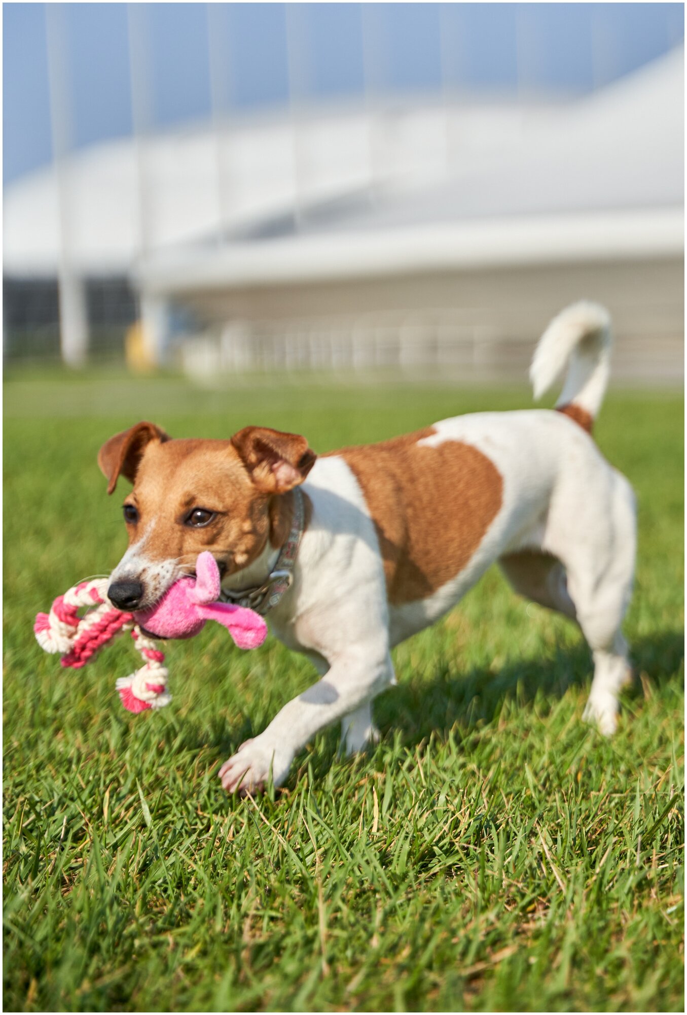 Игрушка для собак Japan Premium Pet гибридная из нежного флиса и прочного хлопка для игры и чистки зубов - фотография № 10