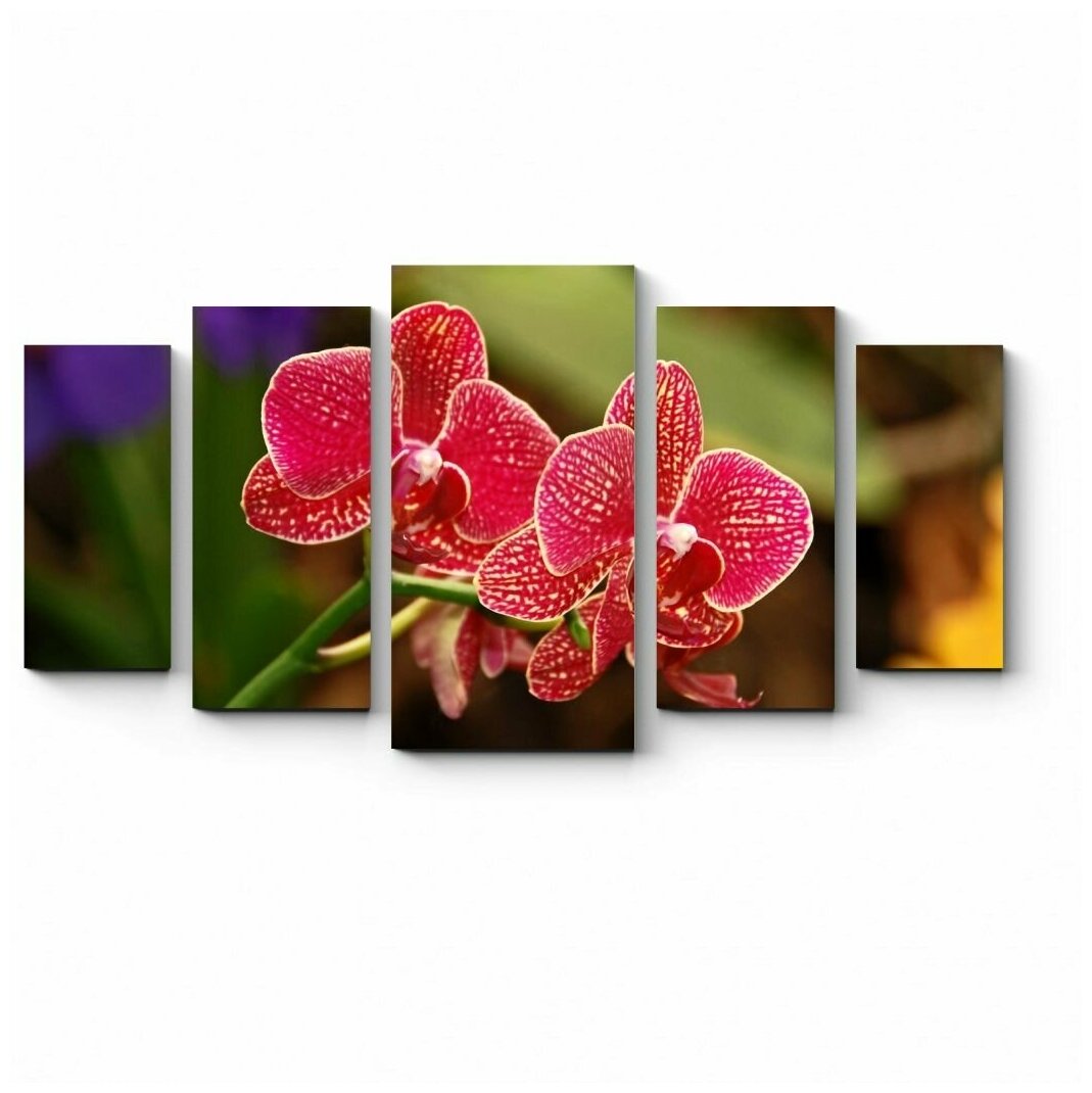 Модульная картина Невероятно красивая тропическая орхидея 150x83