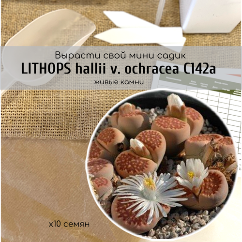 Семена Литопса Холла Lithops hallii v. ochracea от Бюро семян суккулентов / Окраска листьев коричневая / Цветки белые с приятным нежным ароматом