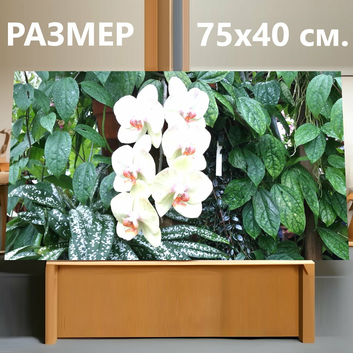 Картина на холсте "Орхидея, калифорния, фаленопсис" на подрамнике 75х40 см. для интерьера
