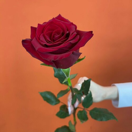 Роза красная эквадорская