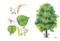 Набор карточек Мозаика-Синтез Мир в картинках. Деревья и листья 29.5x21.5 см 8 шт.