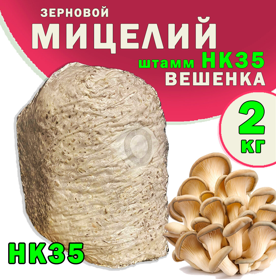 Мицелий вешенки зерновой семена грибов (штамм НК-35) - 2 кг