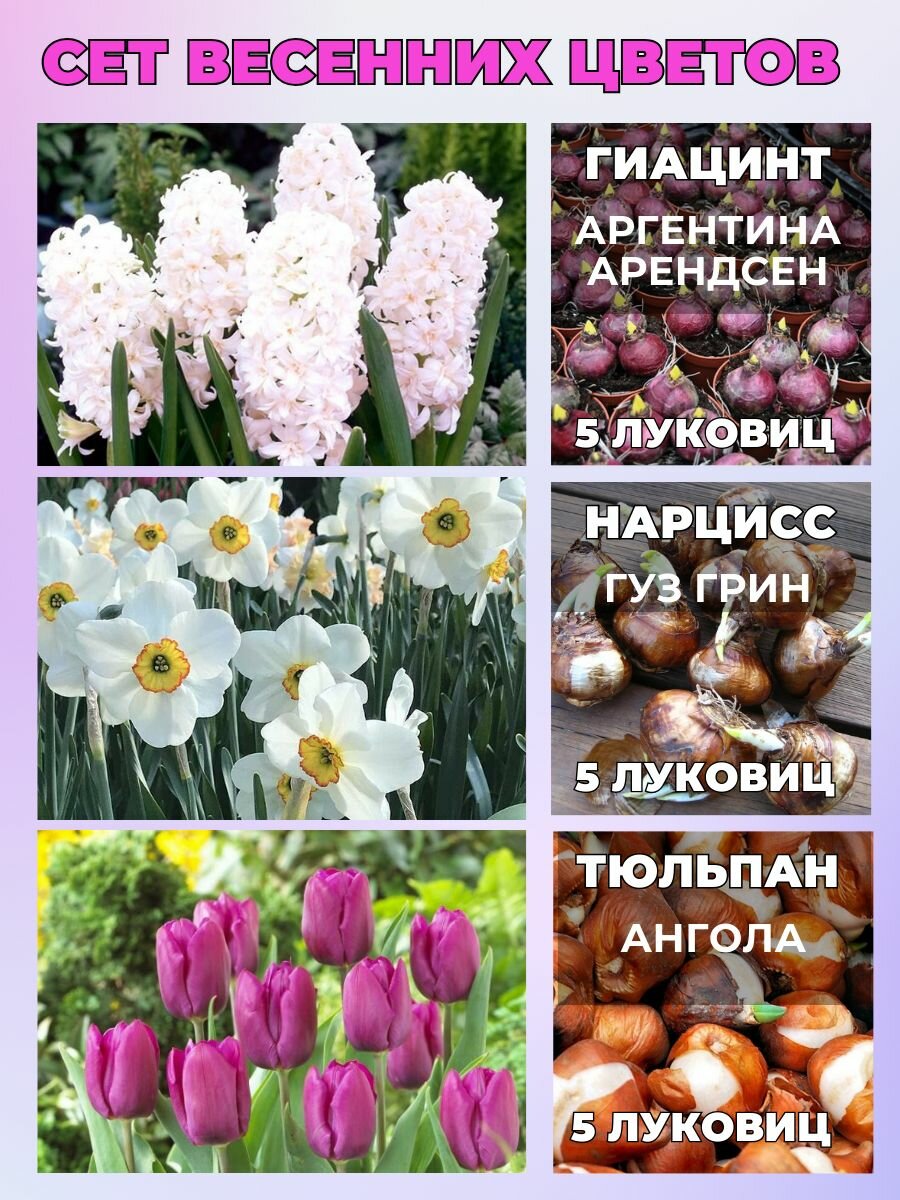 Луковичные весенние цветы сет 15 луковиц