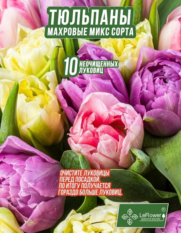 Луковичные цветы тюльпан махровые 10шт