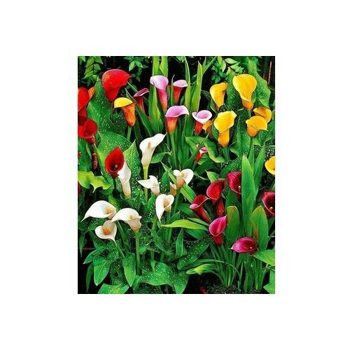 Калла смесь сортов 5 шт Голландия