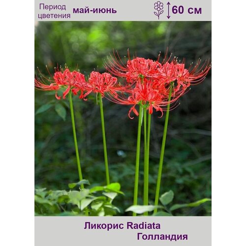 Ликорис лучистый (Radiata) луковица 1 шт