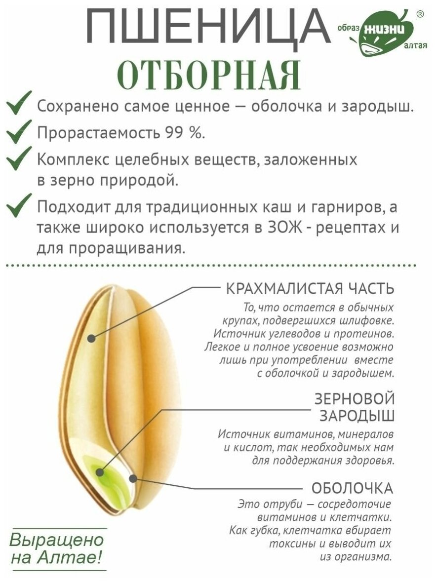 Пшеница алтайская зерно для каш и проращивания, 1 кг - фотография № 6