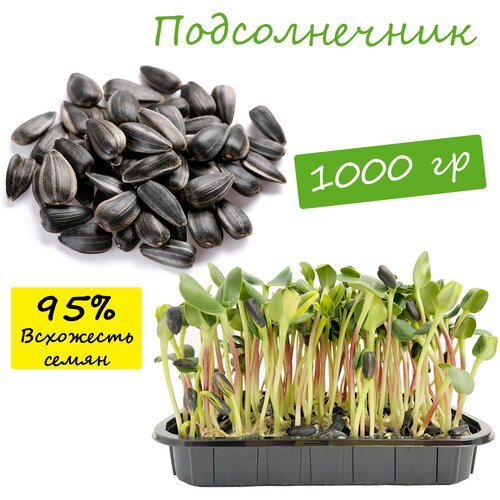 Подсолнечник на микрозелень 1 кг