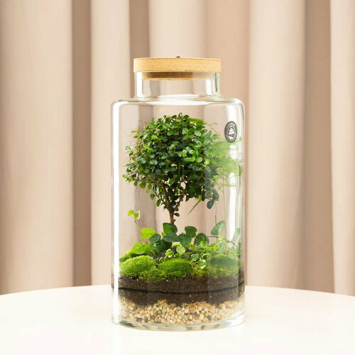 Флорариум с подсветкой от бренда 