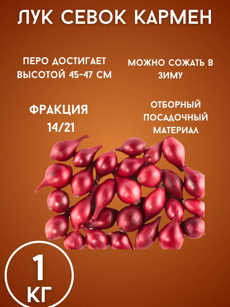 Лук Севок сорт 