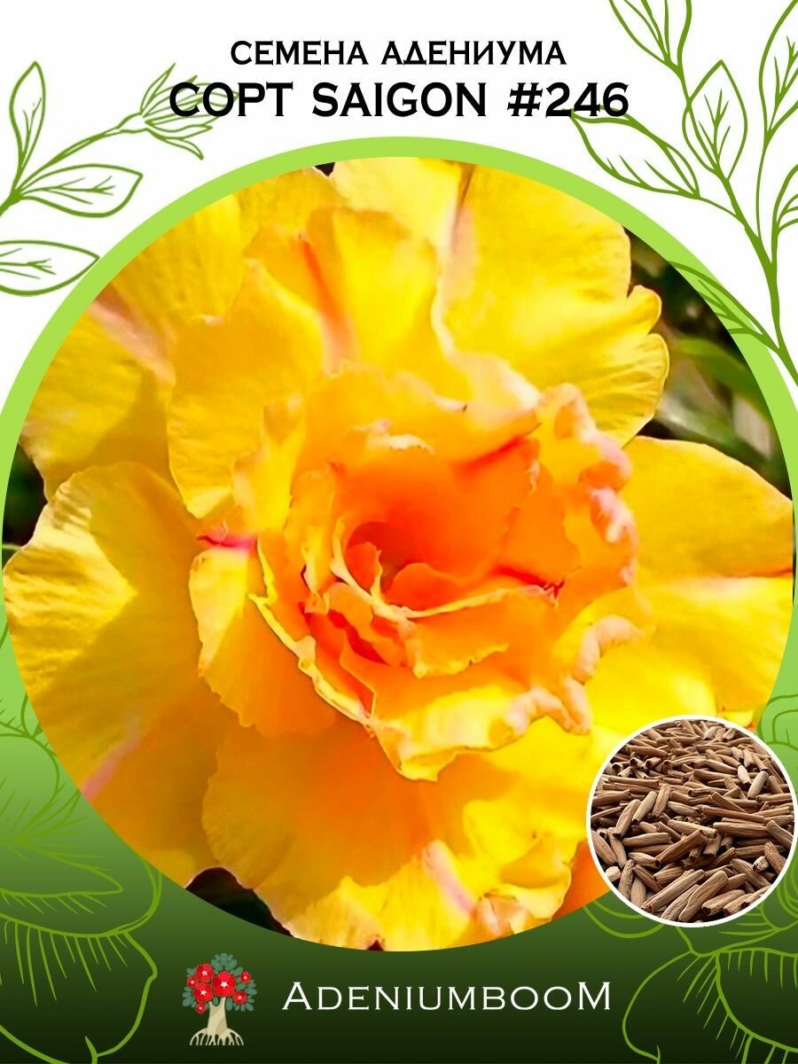 Семена Адениума Обесум от Saigon Adenium #246 (4шт.) /семена редких комнатных цветов суккулентов многолетних цветущих растений/AdeniumBoom