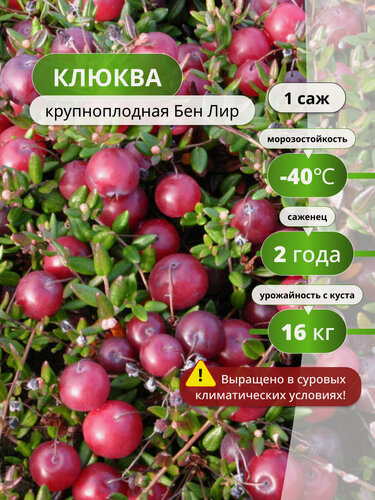 Изображение товара Клюквы Бен Лир, крупноплодный сорт, морозоустойчивый, высота до 30 см