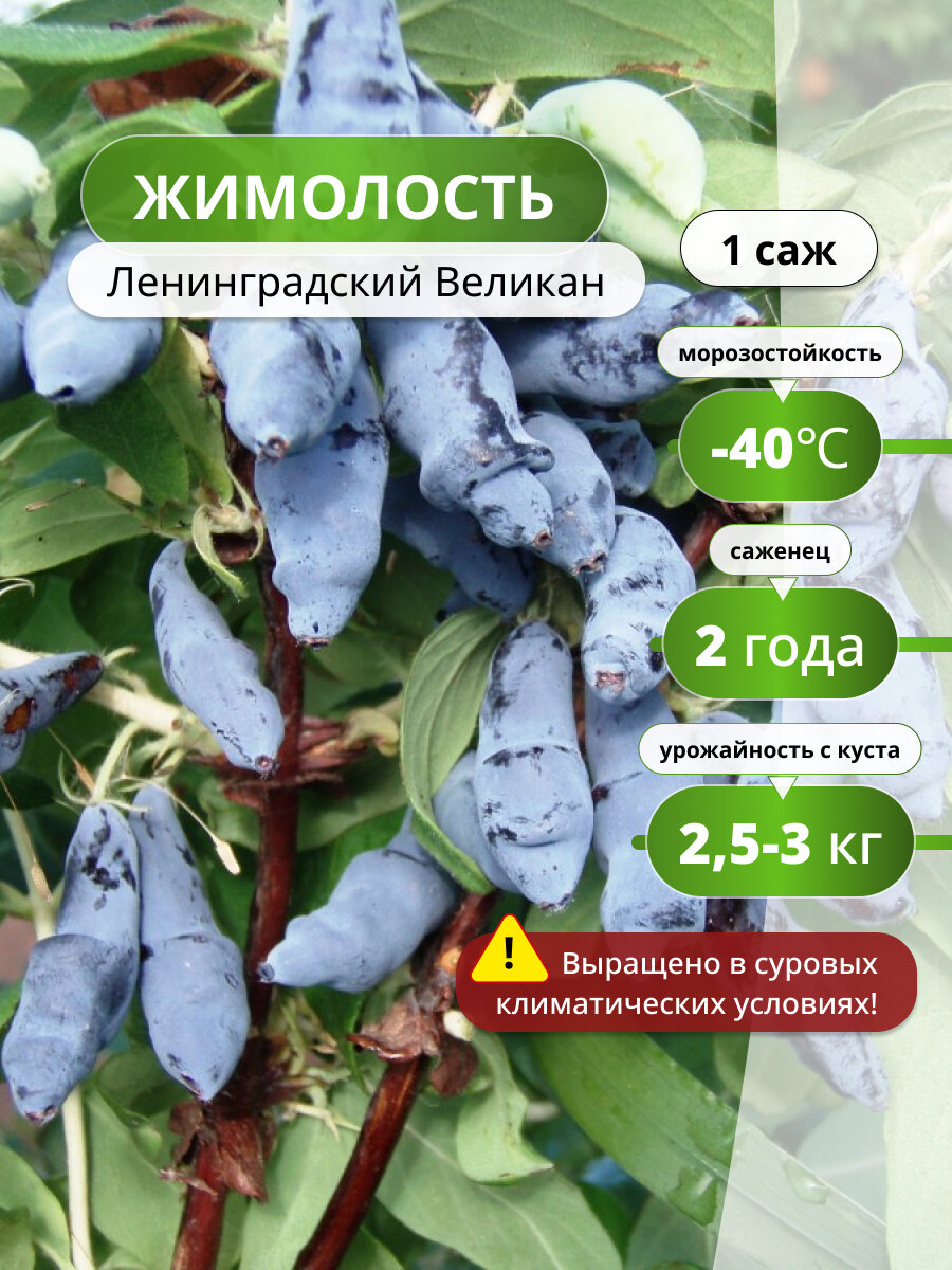 Жимолость Ленинградский великан жимолости полезная ягода