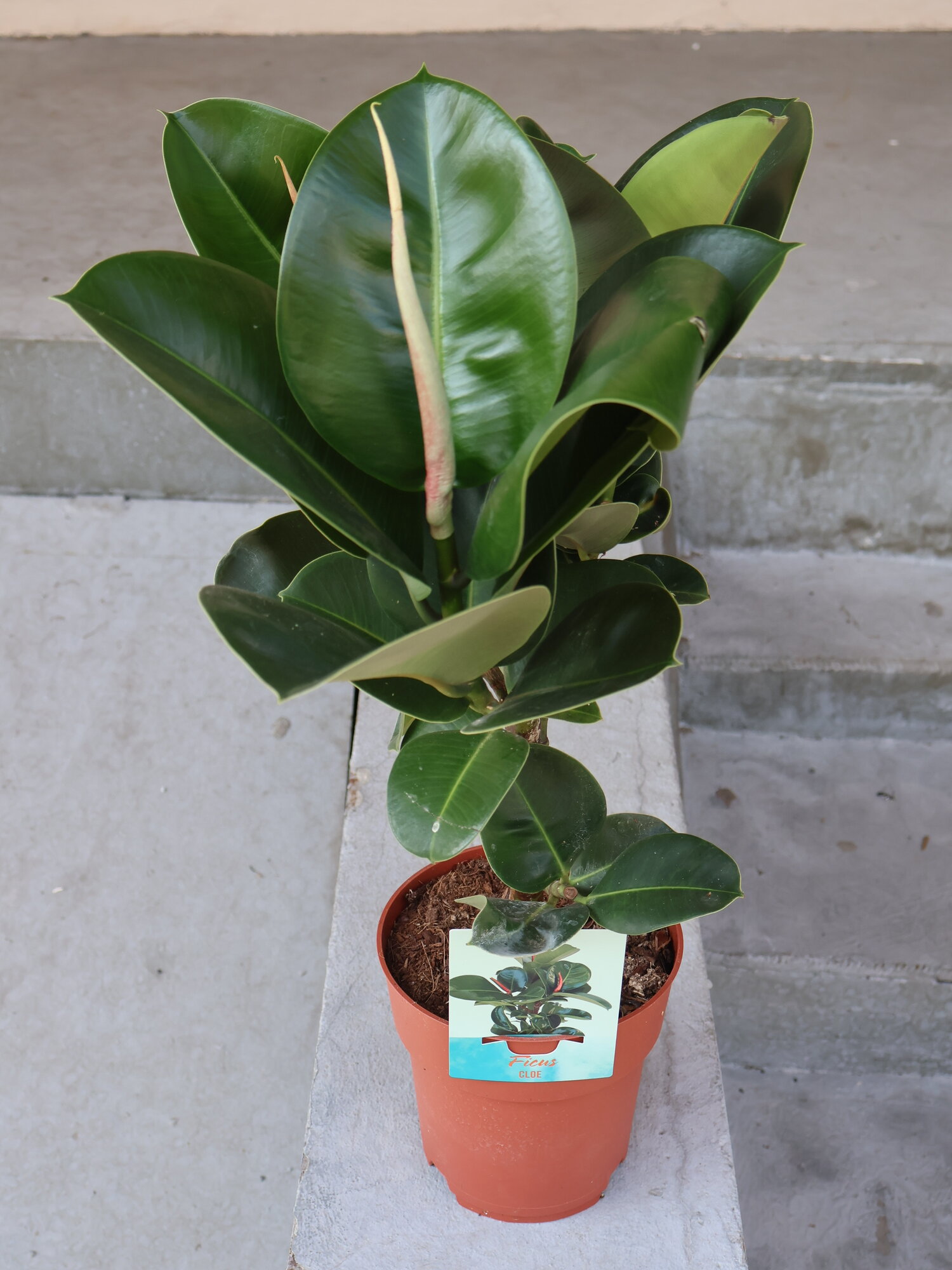 Фикус Эластика Хлоя (Ficus elastica Cloe) диаметр 19 см высота 70-80 см.